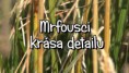 Mrfousci - krása detailu (film)